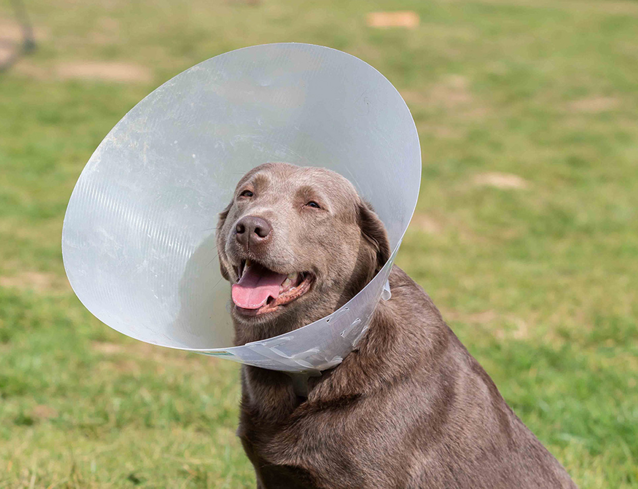 Pet advice and faqs Guildford Vets