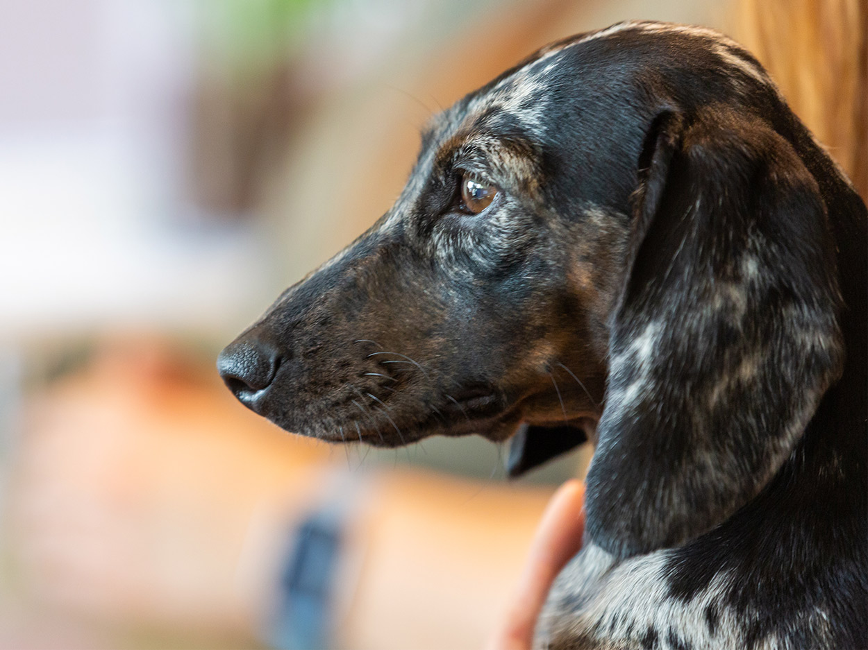 Careers Guildford Vets