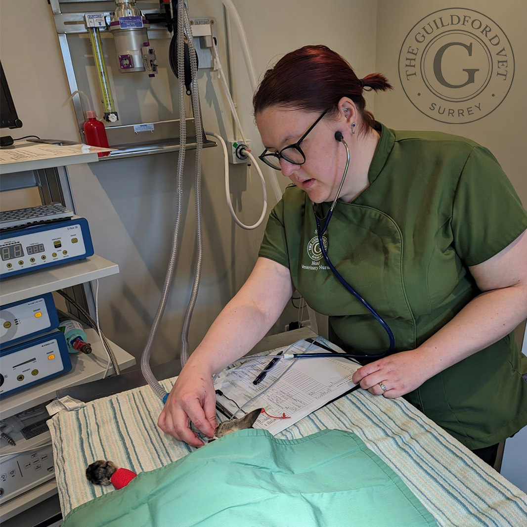 Careers Guildford Vets